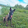 dog, belgian_malinois, pet, animal, sitting, panting, tongue, pointed_ears, collar, grass, tall_grass, reeds, riverside, lake, hills, outdoors, nature, blue_sky, yellow_ball, landscape
