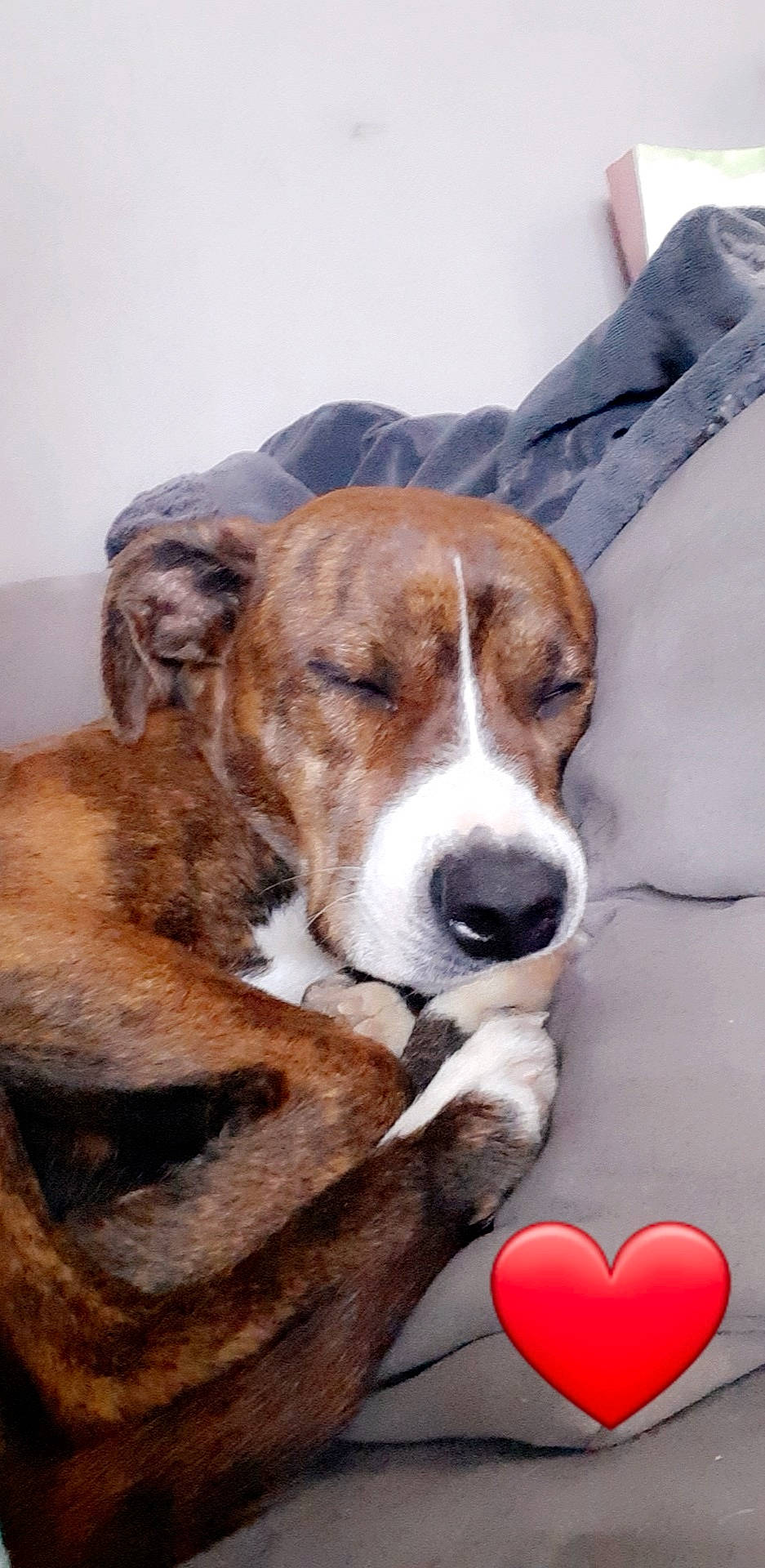 Kayna a rejoint le concours — aidez-le/la à gagner de superbes lots ! american_foxhound, basset_hound, beagle, canidae, carnivore, dog, dog_breed, drever, english_foxhound, fawn, finnish_hound, hound, mammal, mountain_cur, posavac_hound, puppy_love, rafeiro_do_alentejo, scent_hound, snout, vertebrate