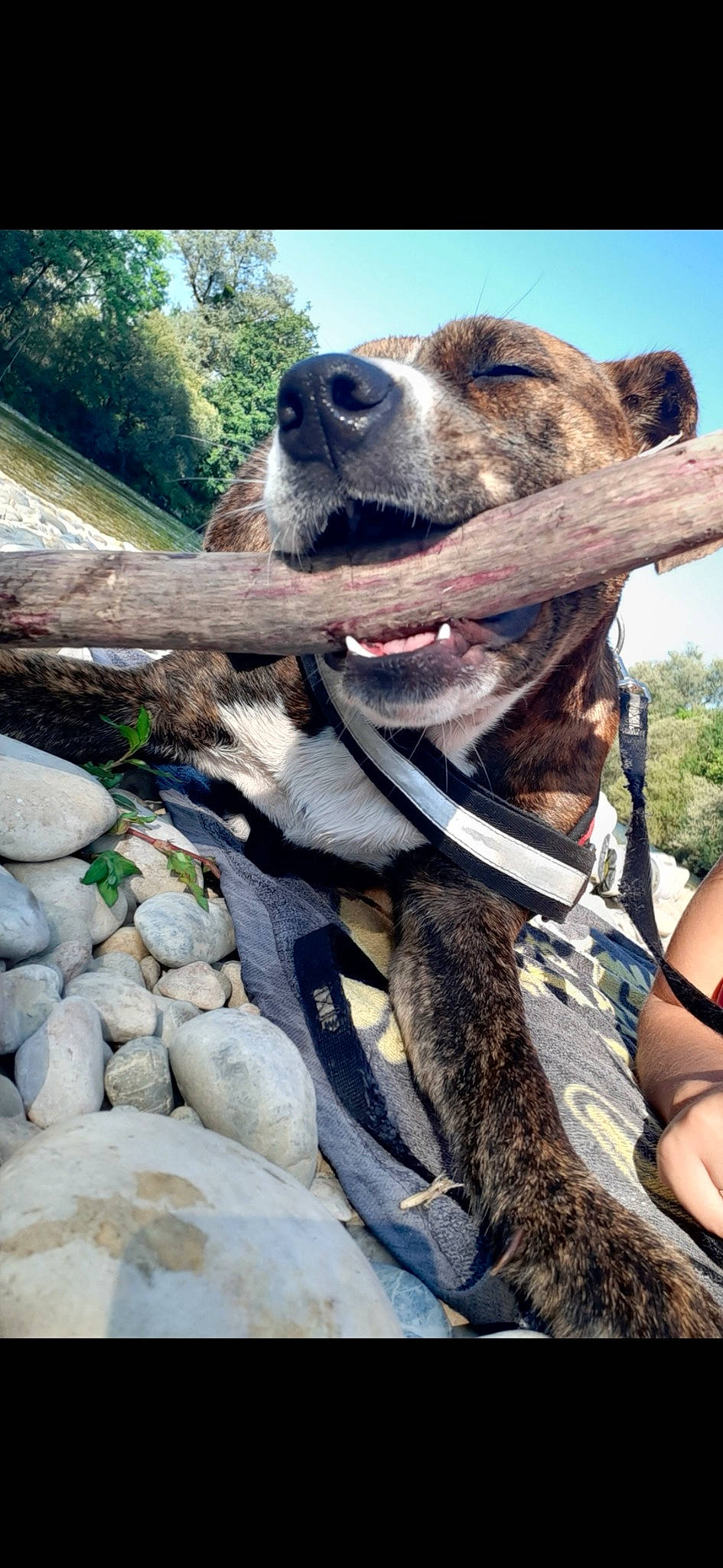 Kayna a rejoint le concours — aidez-le/la à gagner de superbes lots ! adventure, canidae, carnivore, dog, dog_breed, hunting_dog, mountain_cur, snout, sporting_group