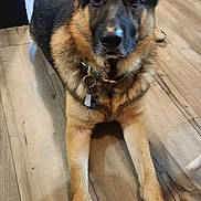 Rambo joined the competition — help win amazing prizes! dog, german_shepherd, pet, canine, portrait, sitting, indoors, kitchen, wood_floor, ears, black_and_tan, collar, dog_tags, front_legs, paws, looking_at_camera, alert, home, appliance, animal
