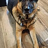 dog, german_shepherd, pet, canine, portrait, sitting, indoors, kitchen, wood_floor, ears, black_and_tan, collar, dog_tags, front_legs, paws, looking_at_camera, alert, home, appliance, animal