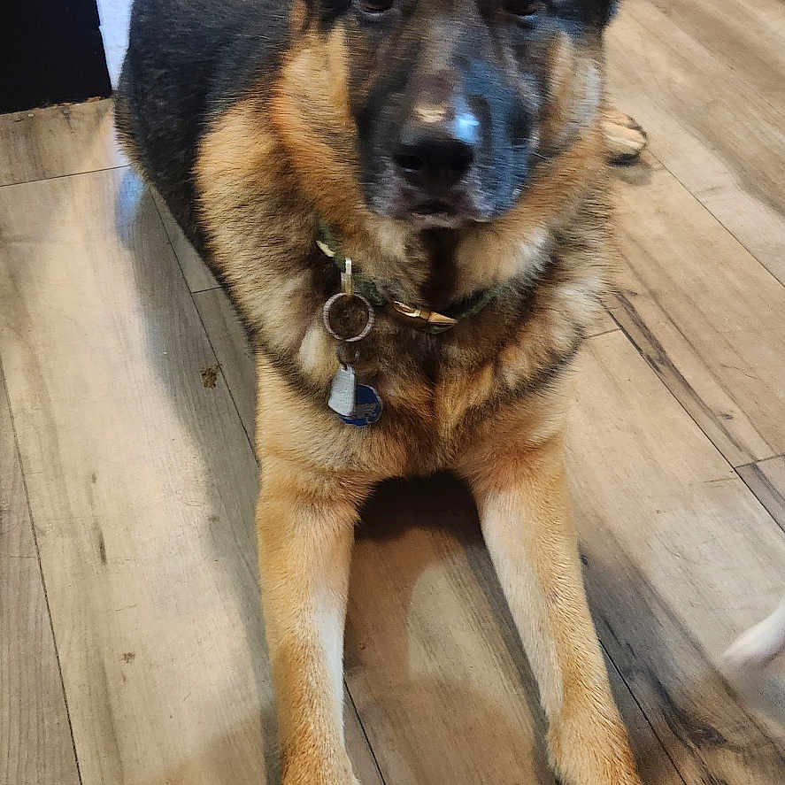 Rambo