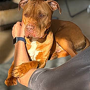 Pablo a rejoint le concours — aidez-le/la à gagner de superbes lots ! dog, brown_dog, pet, indoor, person, arm, watch, muscular, relaxed, sunlight, comfort, companion, furniture, casual, closeup, animal, friendship, resting, bond, warm_light