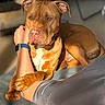 dog, brown_dog, pet, indoor, person, arm, watch, muscular, relaxed, sunlight, comfort, companion, furniture, casual, closeup, animal, friendship, resting, bond, warm_light