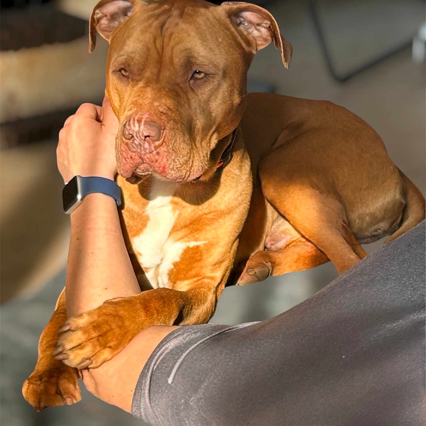 Pablo a rejoint le concours — aidez-le/la à gagner de superbes lots ! dog, brown_dog, pet, indoor, person, arm, watch, muscular, relaxed, sunlight, comfort, companion, furniture, casual, closeup, animal, friendship, resting, bond, warm_light