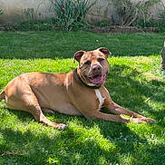 Pablo participe au concours pour gagner de l'argent avec cette photo : animal, brown_dog, canine, collar, dog, flower, garden, grass, greenery, happy, laying_down, nature, outdoor, pet, plant, relaxed, shadow, smiling, summer, sunlight