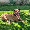 animal, brown_dog, canine, collar, dog, flower, garden, grass, greenery, happy, laying_down, nature, outdoor, pet, plant, relaxed, shadow, smiling, summer, sunlight