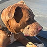 animal, bed, brown_dog, canine, closeup, collar, comfort, dog, ears, fur, nose, outdoor, paw, pet, relaxed, resting, shadow, sleepy, snout, sunlight