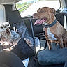 Pablo participe au concours pour gagner de l'argent avec cette photo : animal, backseat, brown_dog, car_interior, collar, companion, dog, dog_harness, happy, leash, panting, pet, road, seat, seatbelt, small_dog, sunlight, travel, vehicle, window