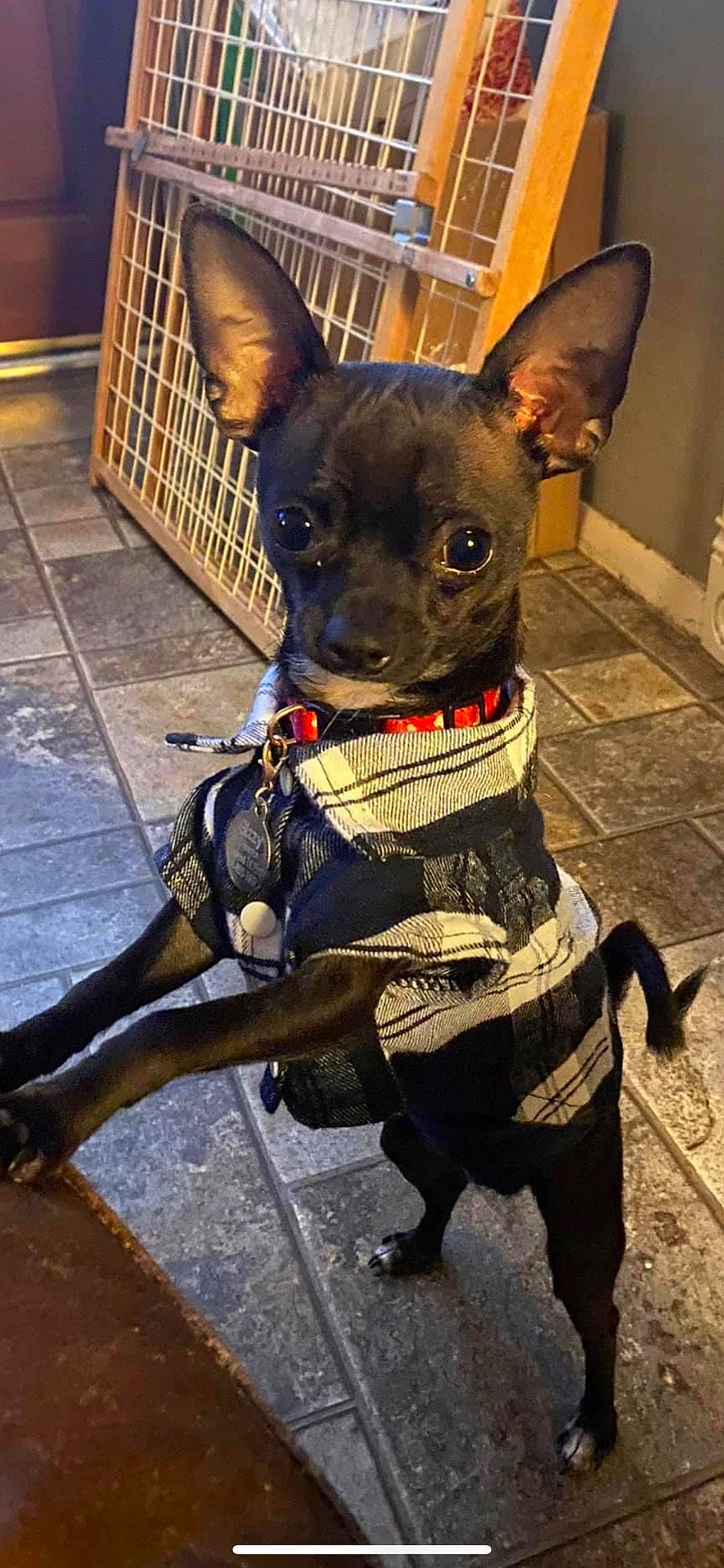 Gizzy is registered to the contest to win money with this photo: canidae, carnivore, collar, companion_dog, costume, dobermann, dog, dog_breed, dog_collar, dog_supply, fashion_accessory, fawn, leash, liver, pet_supply, snout, sporting_group, toy_dog, whiskers, working_animal