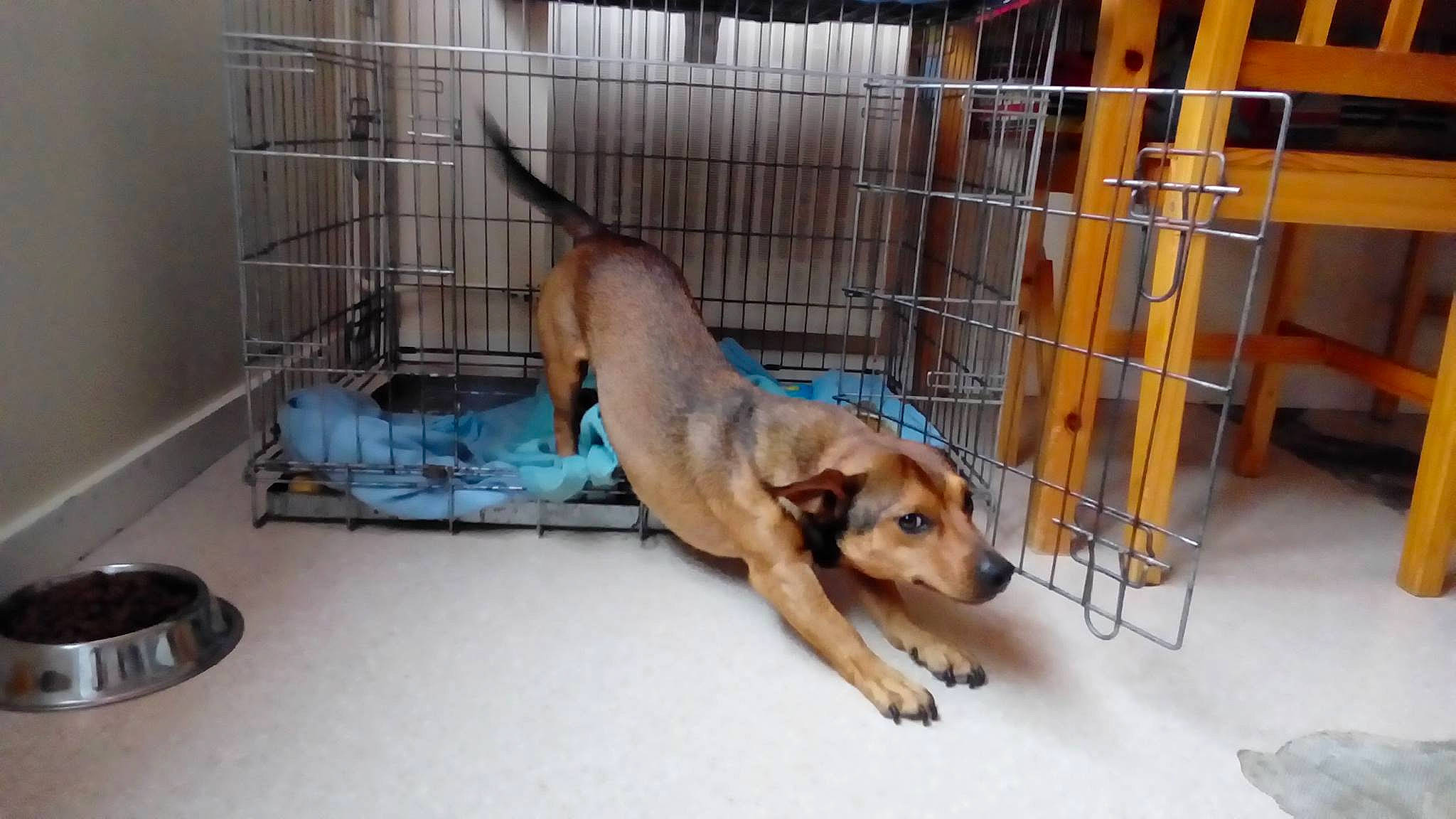 Maïko a rejoint le concours — aidez-le/la à gagner de superbes lots ! animal_shelter, broholmer, carnivoran, dog, dog_breed, dog_breed_group, dog_crate, dog_like_mammal, kennel, retriever, snout, sporting_group, street_dog