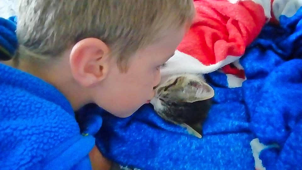 Capone a rejoint le concours — aidez-le/la à gagner de superbes lots ! cat, cat_like_mammal, child, ear, kitten, mammal, mouth, person, play, small_to_medium_sized_cats, toddler, vertebrate