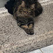 Nala is registered to the contest to win money with this photo: animal, black_sock, cat, cozy, ears, feline, floor_tiles, fur, home, indoor, paws, pet, relaxed, resting, rug, tabby_cat, tail, textured_rug, whiskers, yellow_eyes