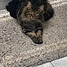 animal, black_sock, cat, cozy, ears, feline, floor_tiles, fur, home, indoor, paws, pet, relaxed, resting, rug, tabby_cat, tail, textured_rug, whiskers, yellow_eyes