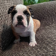 Bubba is registered to the contest to win money with this photo: bulldog, puppy, dog, pet, indoor, couch, texture, fur, brown, white, wrinkles, face, closeup, animal, young, cute, sitting, looking, plant, cozy