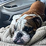 Bubba joined the competition — help win amazing prizes! bulldog, dog, pet, animal, blanket, car_interior, door, window, soft_texture, resting, closeup, fur, cute, sleepy, tongue_out, comfort, indoor, relaxation, seat, mammal