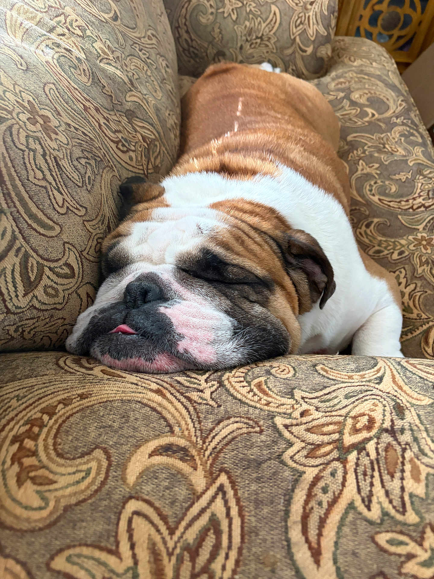 Bubba is registered to the contest to win money with this photo: bulldog, dog, sleeping, couch, patterned_fabric, tongue_out, pet, indoors, resting, close_up, brown, white, fur, wrinkles, cozy, comfortable, animal, canine, home, relaxation