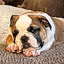 Bubba joined the competition — help win amazing prizes! bulldog, puppy, dog, sleeping, closeup, pet, cute, face, paw, fur, indoors, blanket, texture, resting, animal, mammal, snout, ears, nostrils, tongue