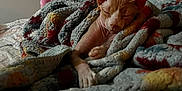 Wallace joined the competition — help win amazing prizes! sphynx_cat, cat, sleeping, blanket, bed, cozy, indoor, relaxing, feline, resting, warm, quiet, soft_lighting, home, comfort, pet, wrapped, colorful_blanket, texture, napping