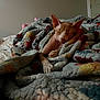 sphynx_cat, cat, sleeping, blanket, bed, cozy, indoor, relaxing, feline, resting, warm, quiet, soft_lighting, home, comfort, pet, wrapped, colorful_blanket, texture, napping