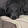 Viggo is registered to the contest to win money with this photo: dog, sleeping, blanket, fleece, cozy, black_dog, resting, pet, indoor, closeup, texture, comfort, canine, fur, snout, ears, relaxation, home, nap, soft