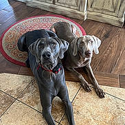 Viggo joined the competition — help win amazing prizes! dog, weimaraner, pets, indoor, floor, tile_floor, wood_floor, rug, cabinet, brown, gray, animal, canine, alert, lying_down, pair, domestic, ears, collar, looking_at_camera