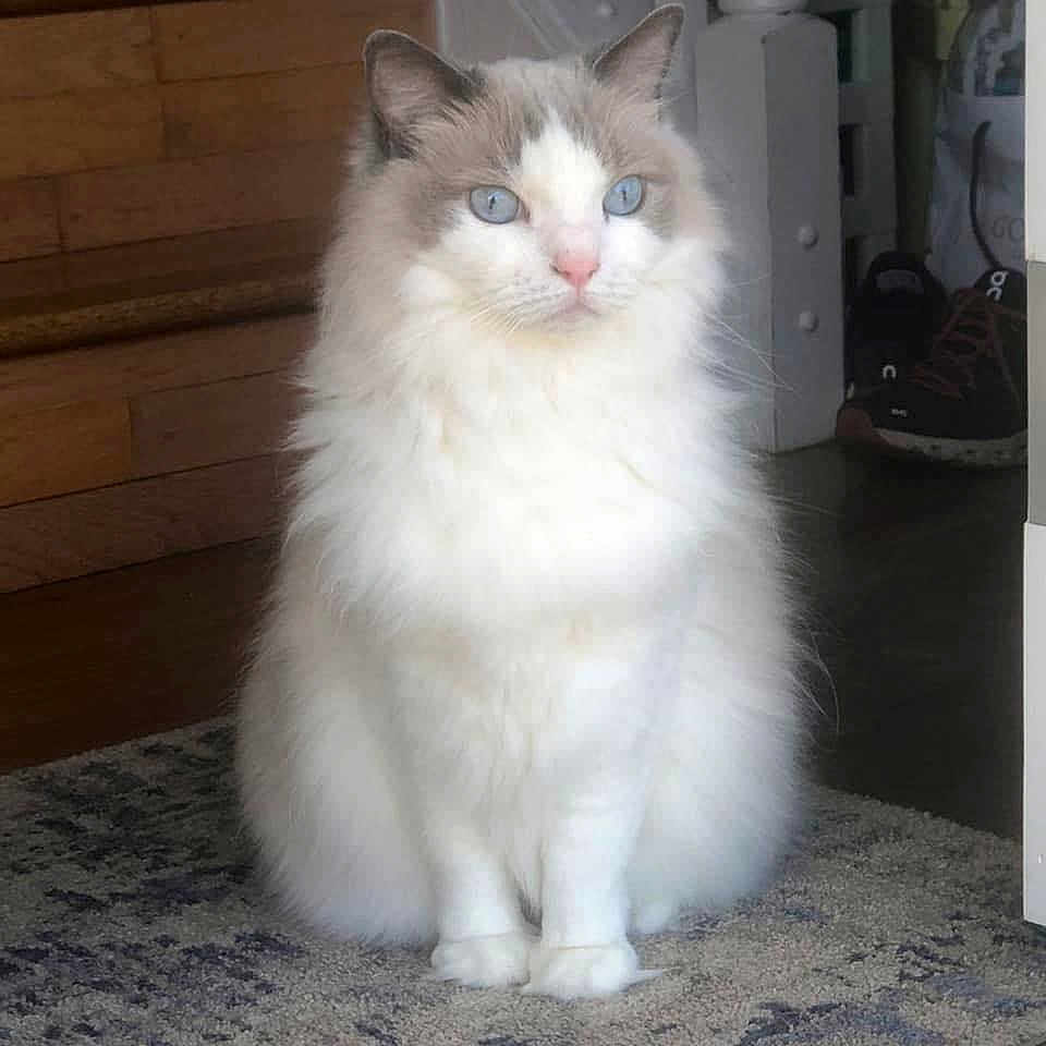 Lucy is registered to the contest to win money with this photo: cat, fluffy, blue_eyes, indoor, carpet, sitting, wooden_stairs, pet, feline, white_fur, gray_fur, domestic_cat, closeup, portrait, animal, household, calm, majestic, furry, cute