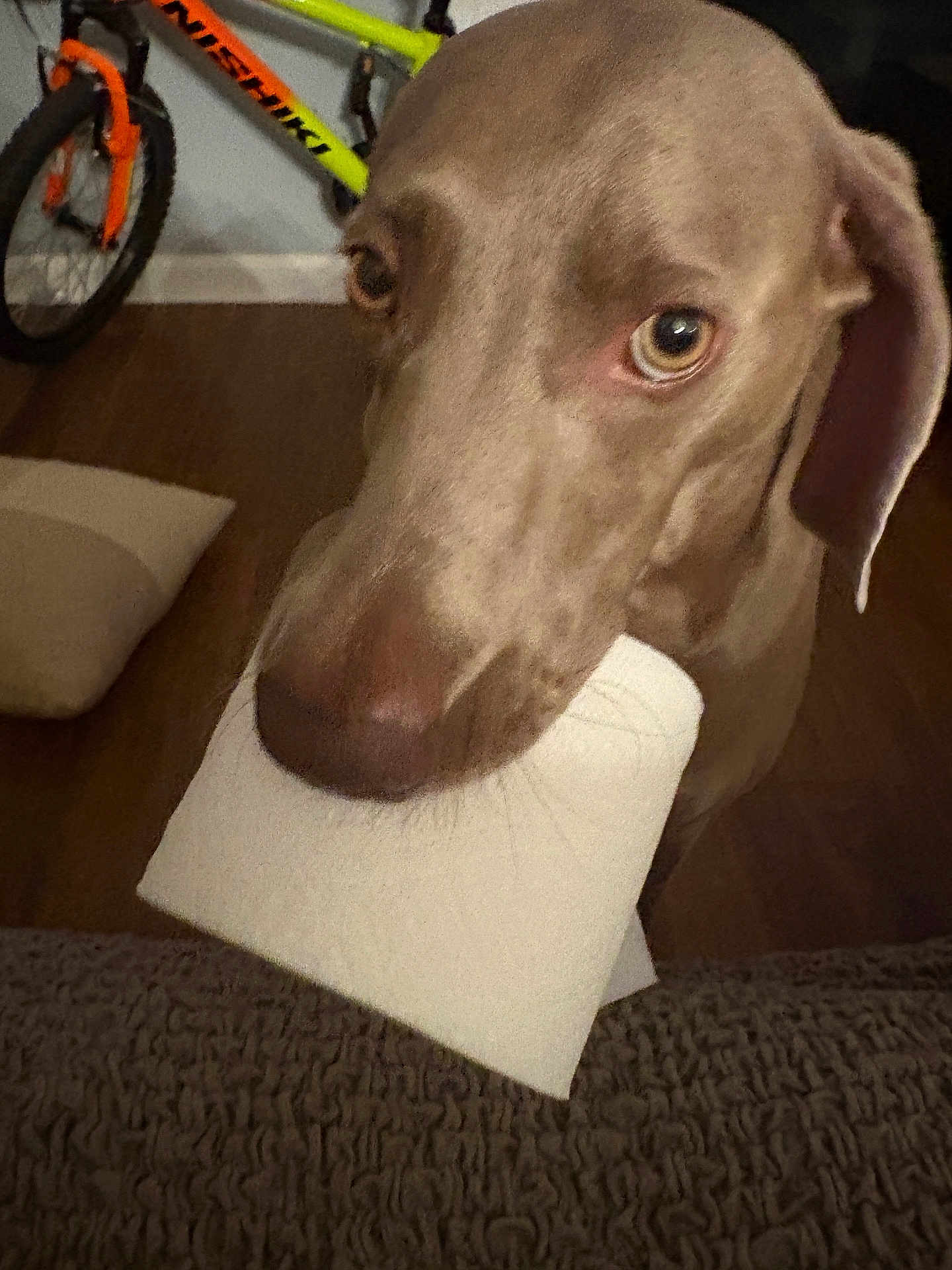 Dolly joined the competition — help win amazing prizes! dog, toilet_paper, indoor, floor, bicycle, pet, curious, looking_up, brown_dog, household, wood_floor, object_in_mouth, close_up, animal, domestic_animal, fur, ears, eyes, snout, playful