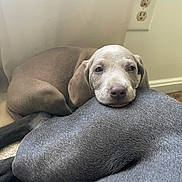 Dolly joined the competition — help win amazing prizes! puppy, dog, sleeping, resting, close_up, indoor, fur, pet, animal, cozy, relaxed, companion, cute, young, canine, snout, ears, floor, wall, outlet