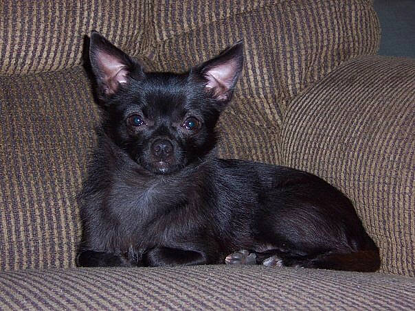 Bitsy is registered to the contest to win money with this photo: canidae, carnivore, chihuahua, companion_dog, dog, dog_breed, mammal, puppy, russkiy_toy, snout, toy_dog, vertebrate