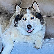 Leo joined the competition — help win amazing prizes! dog, husky, blue_eyes, fluffy, pet, indoor, couch, blanket, relaxed, tongue_out, home, animal, mammal, fur, cute, companion, domestic, face, paw, resting