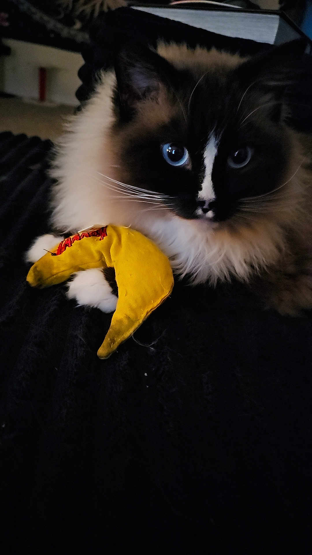 Romeo joined the competition — help win amazing prizes! animal, black_background, blue_eyes, cat, claws, close_up, cute, domestic_cat, face, feline, fluffy, indoor, paws, pet, playful, resting, soft_fur, toy, whiskers, yellow_toy