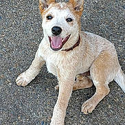 Harley is registered to the contest to win money with this photo: animal, asphalt, canine, closeup, collar, dog, happy, open_mouth, outdoor, pavement, pet, playful, portrait, puppy, sitting, smiling, tan_fur, tongue, upright_ears, white_fur