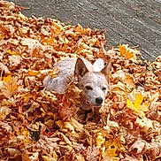 Harley is registered to the contest to win money with this photo: dog, autumn_leaves, fall, leaves, outdoor, wooden_deck, pet, animal, brown, orange, yellow, nature, canine, leaf_pile, cute, fur, ears, daylight, season, relaxing