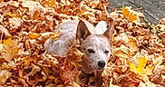 Harley is registered to the contest to win money with this photo: animal, autumn_leaves, brown, canine, cute, daylight, dog, ears, fall, fur, leaf_pile, leaves, nature, orange, outdoor, pet, relaxing, season, wooden_deck, yellow
