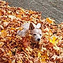 animal, autumn_leaves, brown, canine, cute, daylight, dog, ears, fall, fur, leaf_pile, leaves, nature, orange, outdoor, pet, relaxing, season, wooden_deck, yellow