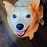 Harley is registered to the contest to win money with this photo: animal, black_nose, canine, close_up, dog, face, friendly, happy, indoor, looking_up, open_mouth, pet, photography, pink_tongue, playful, pointed_ears, portrait, smiling, white_dog, wooden_floor