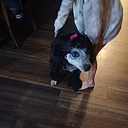 Bluey joined the competition — help win amazing prizes! dog, black_and_white, fluffy, long_hair, pink_bow, pet, animal, standing, sitting, stairs, wood_floor, tile_floor, indoors, person, legs, barefoot, home, portrait, dim_lighting, casual_photo