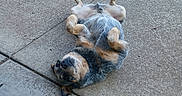 Bluey joined the competition — help win amazing prizes! dog, pet, canine, back, belly_up, paws, outdoor, driveway, concrete, sunlight, brown_fur, black_fur, white_fur, lying_down, playful, relaxed, cute, funny, upside_down, animal
