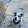 Bluey joined the competition — help win amazing prizes! dog, puppy, blue_heeler, speckled_coat, black_and_white, brown_markings, floppy_ears, open_mouth, smiling, looking_up, outdoor, pavement, sidewalk, grass, wet_ground, portrait, pet, animal, playful, photography