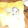 animal, bedding, blanket, blue_collar, brown_furniture, closeup, couch, cozy, dog, flash_photography, front_facing, indoor, lying_down, pet, puppy, relaxed, sofa, speckled_fur, white_bedding, yellow_blanket