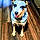Bluey