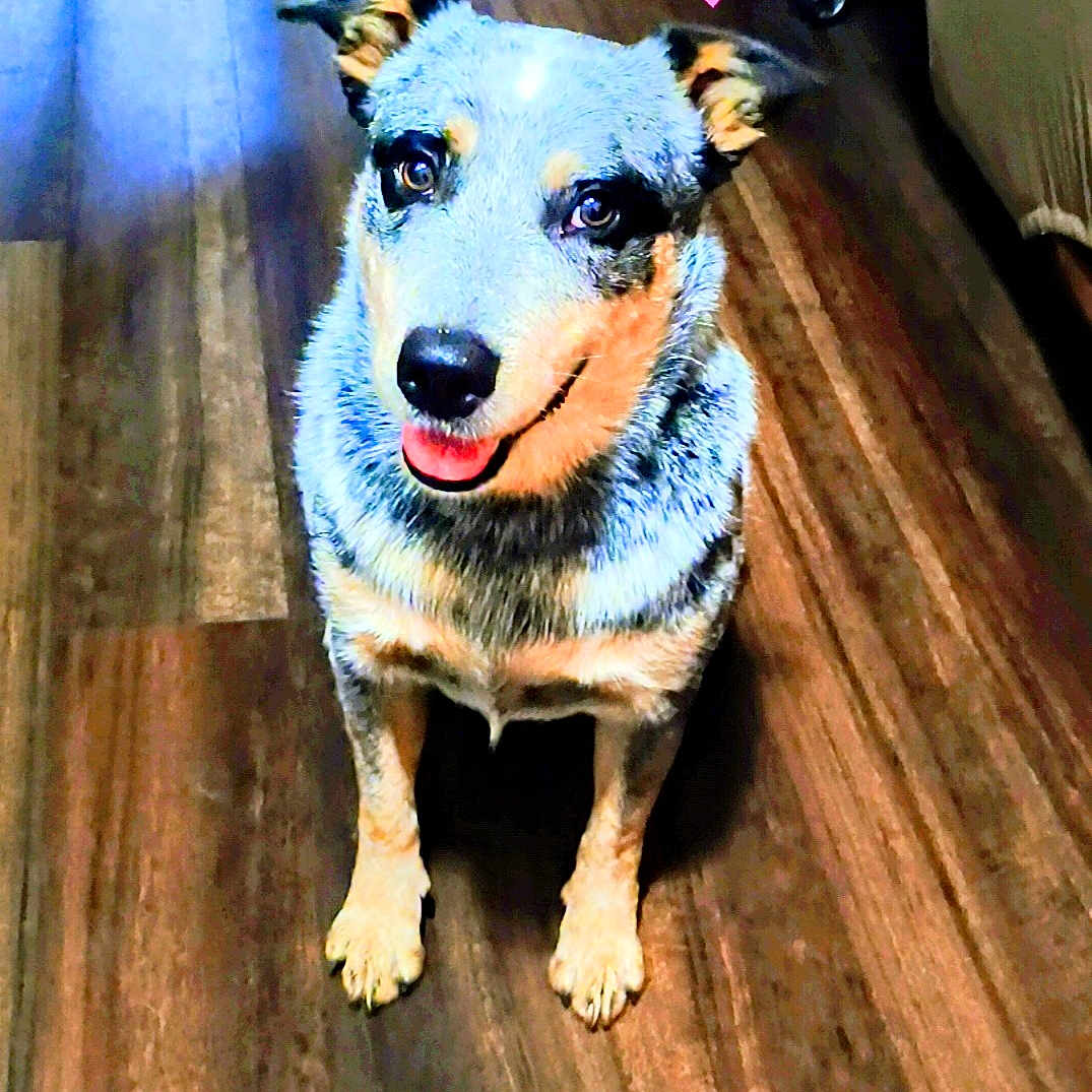 Bluey