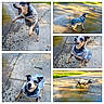 Bluey is registered to the contest to win money with this photo: dog, cattle_dog, speckled_coat, blue_merle, outdoor, sidewalk, driveway, wet_pavement, puddle, sunlight, collage, action, jumping, standing, running, barking, open_mouth, pointed_ears, tail, grass
