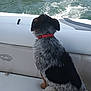 adventure, animal, back_view, boat, canine, collar, daytime, dog, fur, leisure, marine, nature, outdoor, pet, recreation, seat, sitting, transportation, travel, water