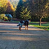 dog, australian_shepherd, outdoor, driveway, autumn, forest, trees, mountains, landscape, sunlight, golden_hour, spotted_coat, standing, side_profile, backyard, house, nature, park, scenic, peaceful
