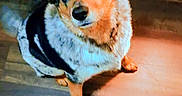Roper is registered to the contest to win money with this photo: animal, black, brown, canine, chair, collar, curious, cute, dog, furniture, head_tilt, indoor, pet, portrait, short_hair, standing, tricolor, warm_lighting, white, wood_floor