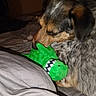 animal, bed, bedroom, biting, blanket, blue_merle, closeup, companion, cuddling, dinosaur_toy, dog, fluffy, fur, green_toy, indoor, pet, playing, portrait, puppy, toy
