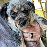 animal, backyard, being_held, black_and_white, brown_markings, close_up, dog, eyes, face, fluffy, fur, house, human_hand, nose, outdoors, pet, portrait, puppy, scruffy, tree