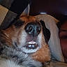 dog, canine, pet, animal, close_up, portrait, funny, goofy, squinting, teeth, nose, fur, brown_fur, white_fur, black_markings, floppy_ears, indoor, upholstery, person, hat